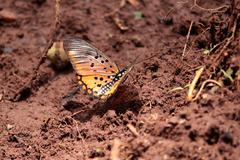 Pseudacraea boisduvalii boisduvalii