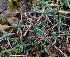 Dianthus humilis