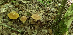 Tylopilus indecisus