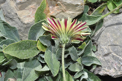 Pilosella pseudopilosella