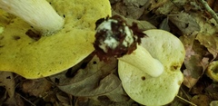 Tylopilus indecisus