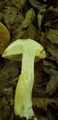 Tylopilus indecisus