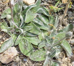 Pilosella pseudopilosella