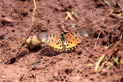 Pseudacraea boisduvalii boisduvalii