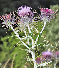 Ptilostemon hispanicus