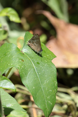 Anthene ukerewensis ukerewensis