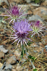 Ptilostemon hispanicus