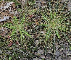 Ptilostemon hispanicus