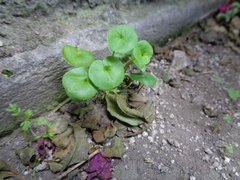 Dichondra microcalyx