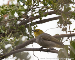 Pycnonotus xantholaemus