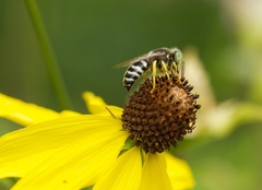 Bembix americana spinolae