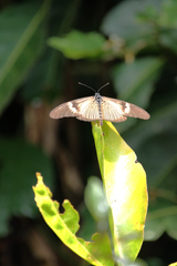 Acraea consanguinea albicolor