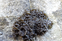 Lathagrium auriforme