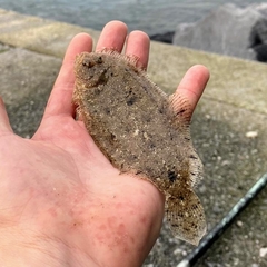 Arnoglossus