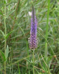 Veronica orchidea