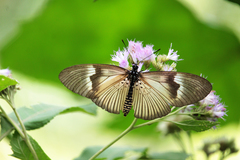 Acraea consanguinea albicolor