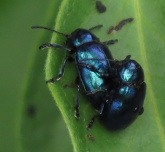 Chrysochus asclepiadeus