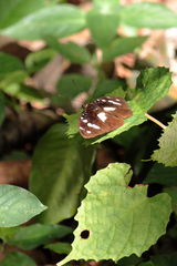 Aterica galene extensa