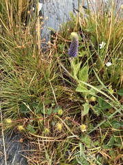 Veronica porphyriana