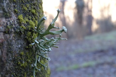 Ramalina fastigiata