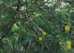 Lanius excubitoroides