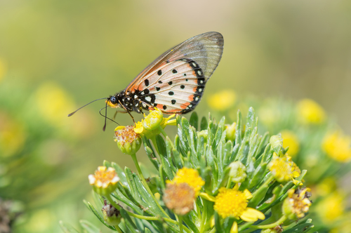 Wandering Donkey Acraea photo 3
