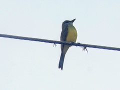 Tyrannus melancholicus