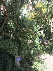Buxus microphylla