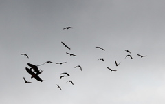 Chordeiles rupestris