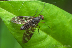 Athericidae