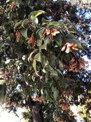 Magnoliopsida