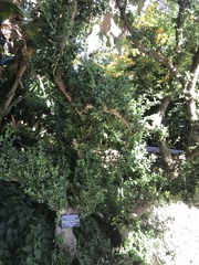 Buxus microphylla