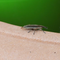 Lixus juncii