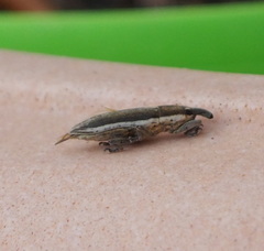 Lixus juncii