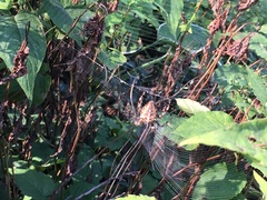 Araneus diadematus