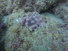 Haliclona caerulea