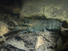 Cherax quadricarinatus