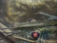 Cherax quadricarinatus