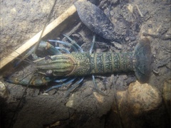Cherax quadricarinatus