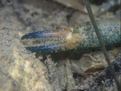 Cherax quadricarinatus