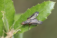 Otitini