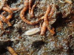 Trichoniscus pygmaeus