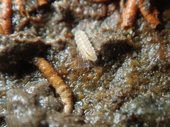 Trichoniscus pygmaeus