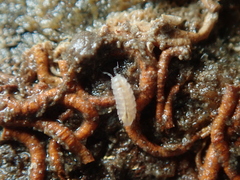 Trichoniscus pygmaeus