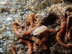 Trichoniscus pygmaeus