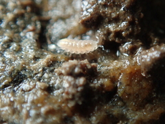 Trichoniscus pygmaeus