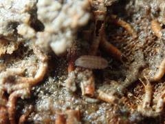 Trichoniscus pygmaeus