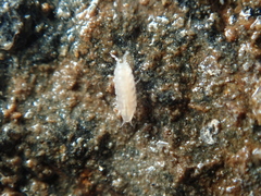 Trichoniscus pygmaeus