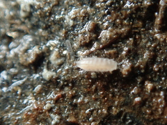 Trichoniscus pygmaeus