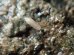 Trichoniscus pygmaeus